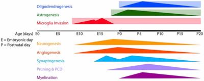 The Indispensable Roles of Microglia and Astrocytes during Brain Development